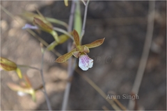 Eulophia epidendraea